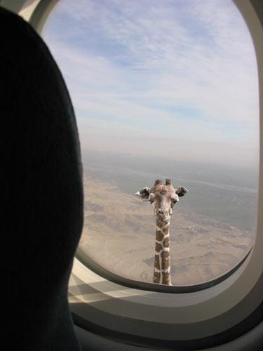 giraffethumbnail.jpg